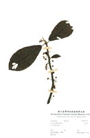 藏品(水冬哥)的圖片